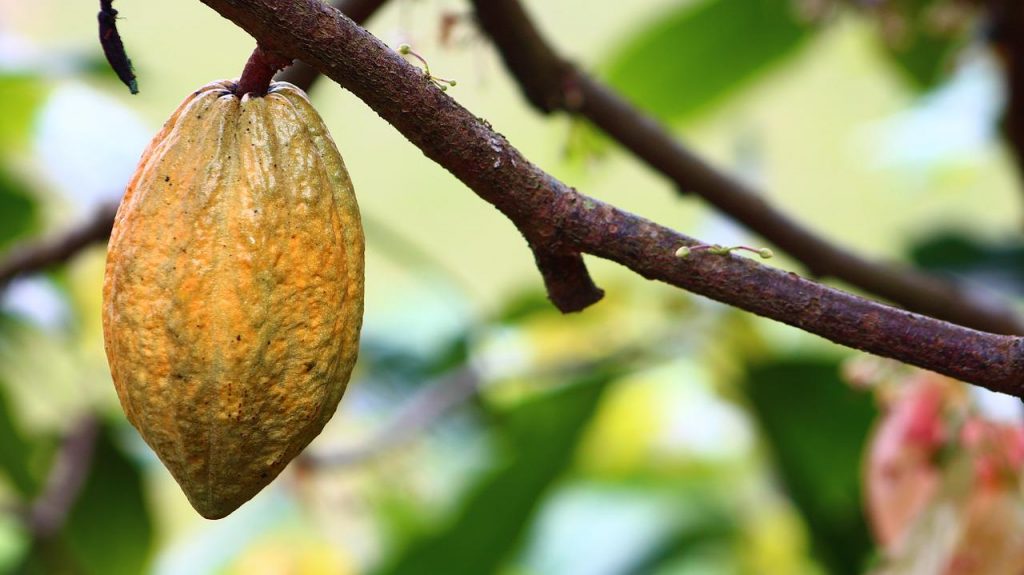 Produksi Kakao Indonesia