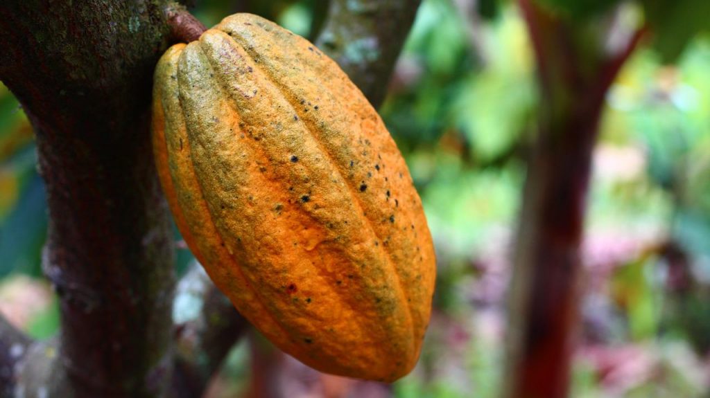 Negara Tujuan Ekspor Kakao Indonesia